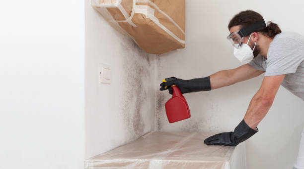 Professional Basement Mold Remediation technician working in Adamstown, MD